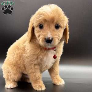 Winston, Mini Goldendoodle Puppy